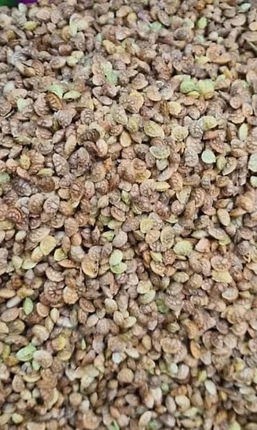 Эспарцет урон 5 жылдык Туптуку