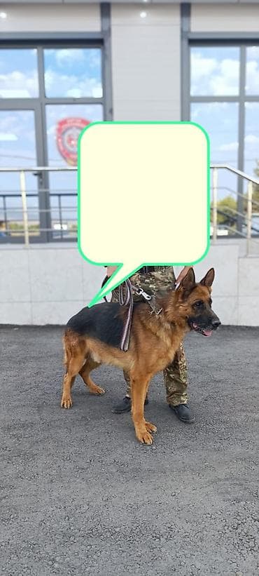 Работа за границей: Резюме: Кинолог-специалист (Азамат) Имя: Азамат Специализация — 1