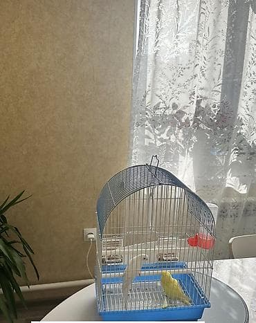 клетка бу: Продаются два волнистых попугая вместе с большой напольной клеткой — 8