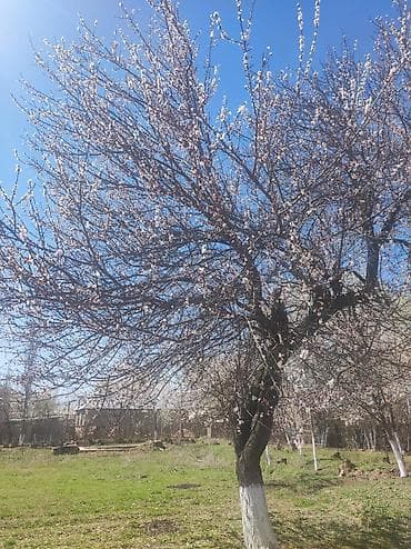 гостевой дом каракол: 6 соток, Для сельского хозяйства — 2