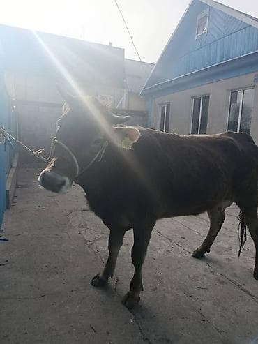 ящики для пчел: Продаю | Корова (самка) | Для молока | После отела — 5