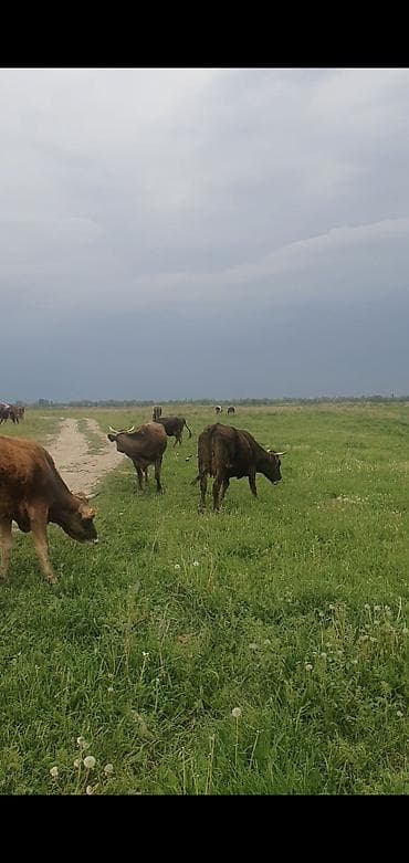 тазалык зарплата: Мал бакканга жардамчы керек( Малчы) Уй кайтарыш керек 20 баш, айлыгы — 1