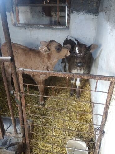 продажа домашних кур: Продаю | Тёлка | Полукровка | На откорм | Искусственник — 1