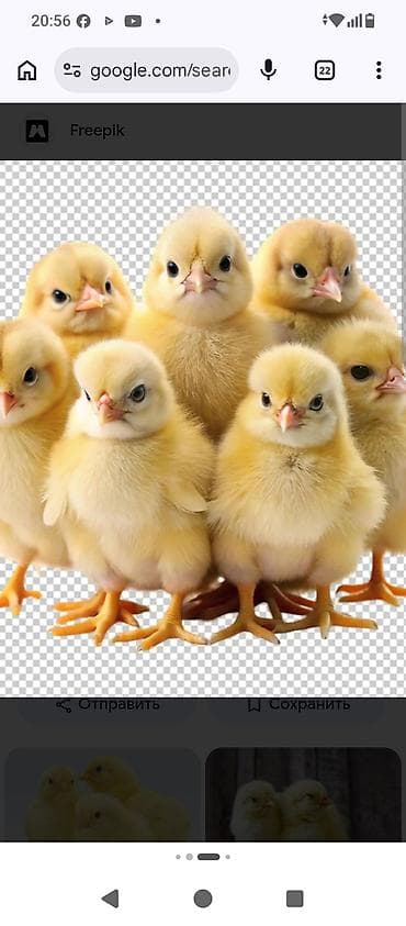 кролики оптом: Продаю | Цыплята | Бройлерная | На забой — 4