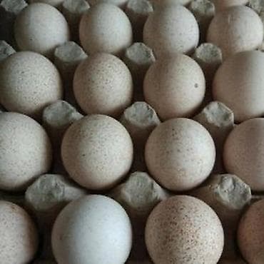 купить страусиное яйцо для инкубации: Продаю | Инкубационные яйца | Бройлерная | Для разведения | Племенные — 2