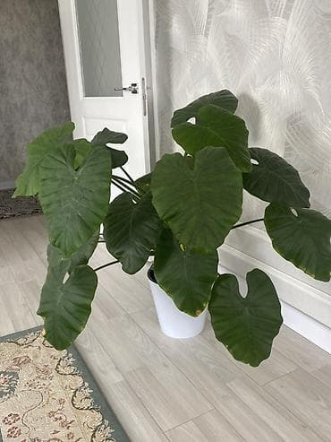 цветы алоказия: Крупное комнатное растение с декоративными сердцевидными листьями (тип — 1