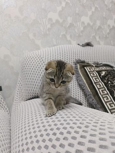 Вислоухий котенок