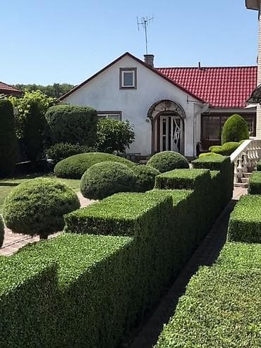 дерево мандарин: Стрижка живой изгороди туйи самшит ёлок любых видов хвойных и — 1