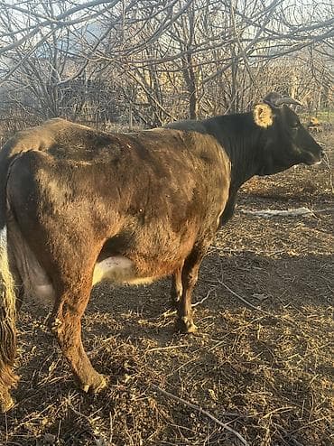 Продаю | Корова (самка) | Для молока | Стельные