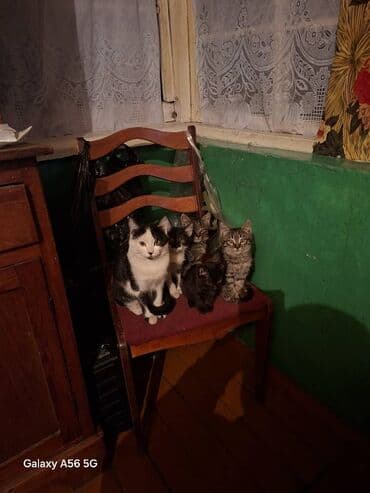 продажа щенков немецкой овчарки в бишкеке с документами: 2 месяца, Мальчик, Биколор, Приучена к лотку — 1