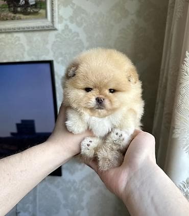 Продажа собак: Шпиц, 1 месяц, Самка, С прививкой, С родословной — 8