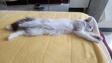 британская кошка шиншилла: 7 месяцев, Девочка, Метис — 5