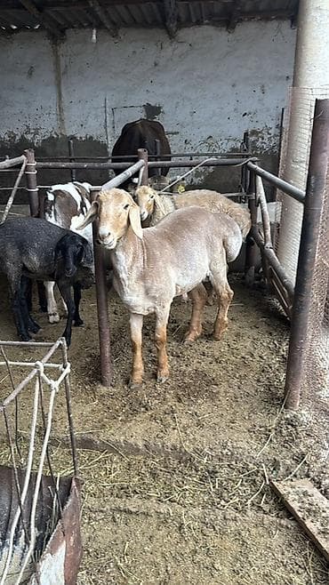 желчные камни крс бизнес: Продаю | Овца (самка) — 2