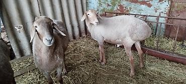 охотничый собака: Продаю | Баран (самец) — 3