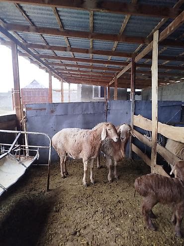 барда для коров: Продаю | Овца (самка) | Для разведения | Матка — 2