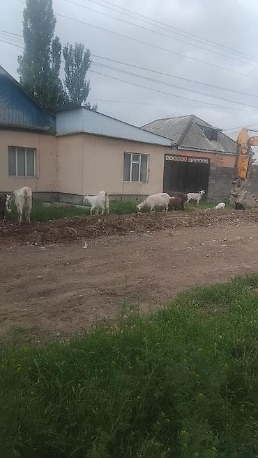 кролик бишкек: Сатам | Улак | Заанен | Көбөйтүү үчүн | Асыл тукумдуу — 4