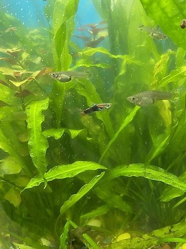 купить сенорезку: Гуппи Эндлэра — живородящие аквариумные рыбы. Продаю семью из 2 — 4