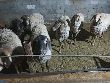 тоок сатам: Сатам | Ургаачы кой (ургаачы) — 2