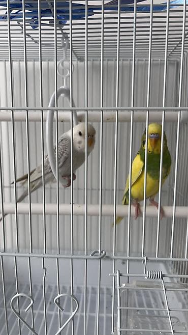 где продаются бабочки: Продаем двух милашных попугаев ! 🤗 Мальчик и девочка Очень красивые — 1