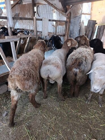 Собаки: Продаю | Овца (самка) | Для разведения | Матка — 7