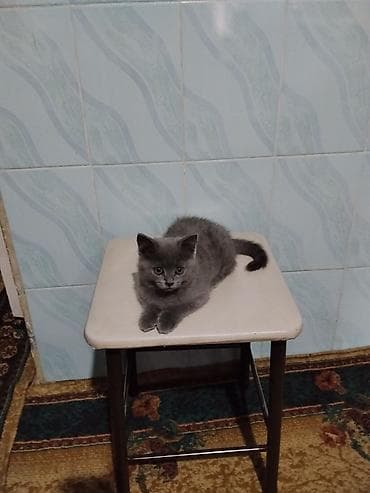 котята простые: Шотландские кошки (скоттиш-фолд и скоттиш-страйт) - Порода — 7