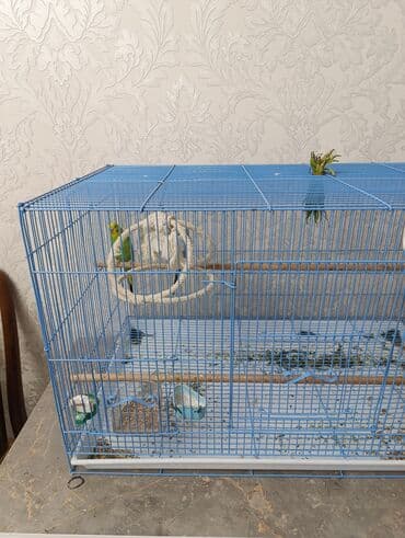 Просторная клетка для мелких птиц СРОЧНО продается клетка с двумя at lalafo.kg Просторная клетка для мелких птиц СРОЧНО продается клетка с двумя