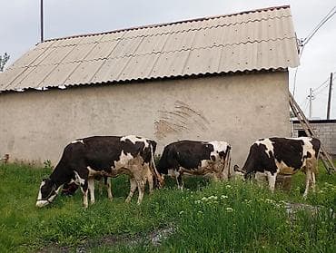 корова ош: Продаю | Корова (самка) | Голштин | Для молока | Привязанные — 4