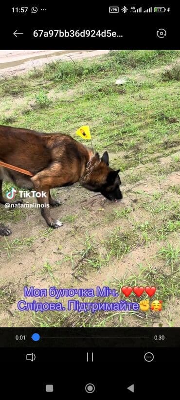 Вязка собак: Бельгийская овчарка, 2 месяца, Самец — 14