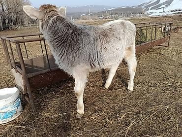 Рыбы: Продаю | Бык (самец) | На откорм | Привязанные — 2