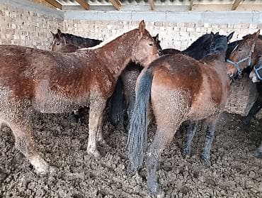 лошади куплю: Продаю | Жеребенок | Рабочий — 5