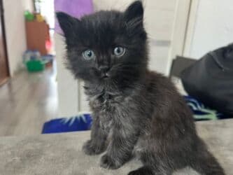 британская короткошёрстная кошка цена: Скотиш Страйт (Шотландская прямоухая), 1 месяц, Девочка, Серый, Метис, Приучена к лотку — 8