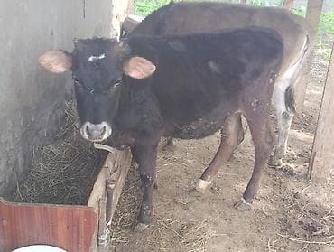 чихуа мини: Продаю | Тёлка, Музоо, торпок | Для разведения — 9