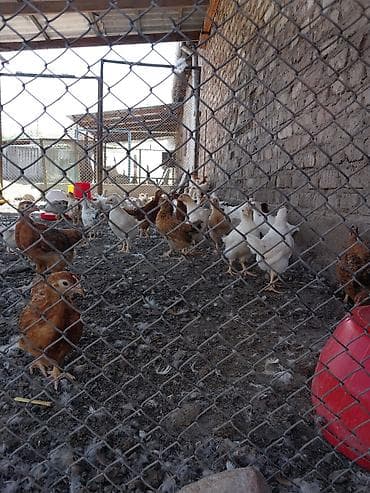 джерсийский гигант петух: Продаю | Цыплята | Несушки — 2