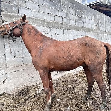 Продаю | Жеребец | Рабочий
