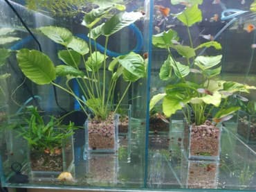 форель купить в бишкеке: Анубиасы. Гигантские анубиасы. Аквариумные растения. Есть и другие — 6