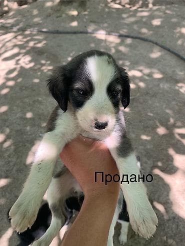 игрушки кошек: Тайган, 2 месяца, Самец, С родословной — 6