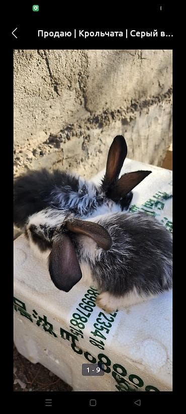 Зоотовары: Продаю | Крольчата | Для разведения — 5