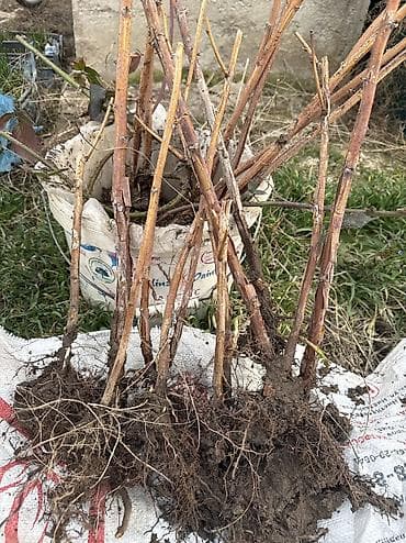 маравилла: Саженцы малины сорта Маравилла. Адаптированные к местному климату в — 6