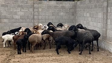 купить барана: Продаю | Овца (самка), Ягненок | На забой, Для разведения | Матка, Ягнившаяся — 5