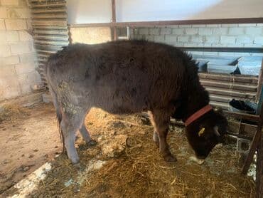 продажа домашних животных: Продаю | Корова (самка) | Для разведения, Для молока | Привязанные — 2