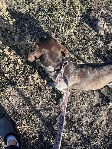 чихуахуа цена: Дратхаар, 8 месяцев, Самец — 7