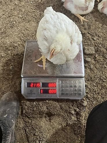 утята муларды купить: Продаю | Цыплята | Бройлерная | На забой — 1