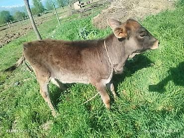 охотничая собака: Продаю | Тёлка | Полукровка | На откорм | Привязанные — 2