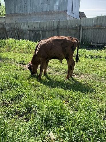 жаны уйлор: Сатам | Музоо | Аргын | Бордоп семиртүү үчүн | Байланган — 3