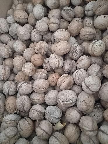 Продаю орехи, тонкокорые. Есть около 20- 25 кг. Просьба не писать at lalafo.kg Продаю орехи, тонкокорые. Есть около 20- 25 кг. Просьба не писать