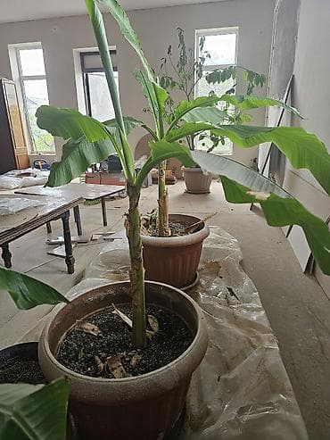 фикус тинеке: Комнатные бананы (Musaceae) в горшках - Вид: декоративные банановые — 1