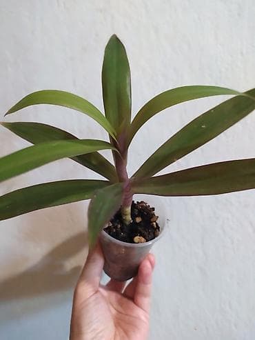 саженцы токмок: Комнатные растения: Традесканция Рео детка, неприхотливый, также есть — 2