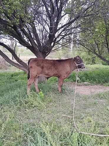 сокол птица цена: Продаю | Бык (самец) | На откорм | Привязанные — 1