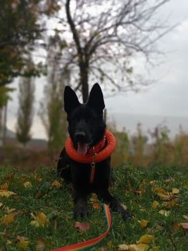 немецкая овчарка собака: Ит бекер берилет: Немис овчаркасы, 8 айлык, Эркек, Эмделген — 14