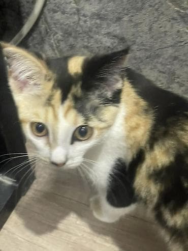 нашли кота: Кошка даром: Беспородная, 2 месяца, Девочка — 3